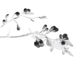 image006.gif